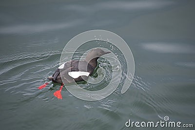 A pigeon guillemot swimming in the ocean. Vancouver Canadaã€€ã€€ã€€ Stock Photo